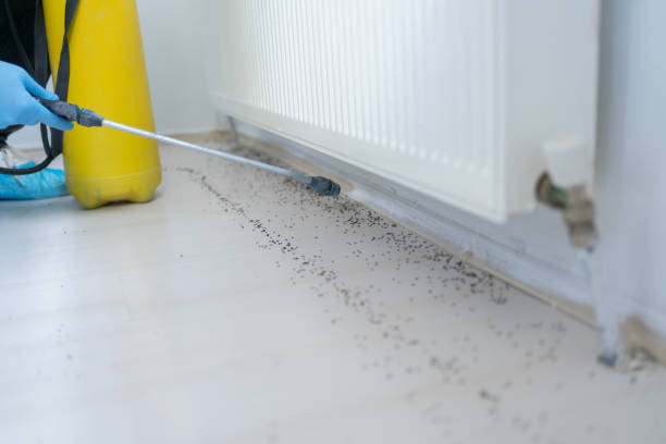Best Local Pest Control Services  in Crandall, TX